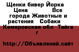 Щенки бивер Йорка  › Цена ­ 30 000 - Все города Животные и растения » Собаки   . Кемеровская обл.,Тайга г.